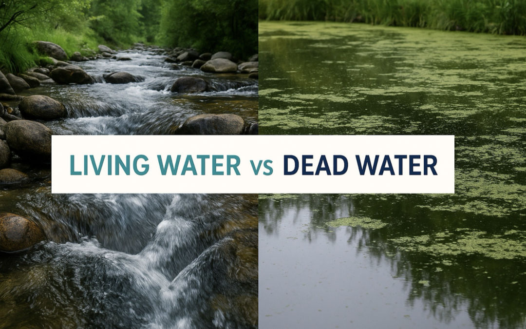 Living Water vs Dead Water: What People Really Mean (and What Actually Matters)