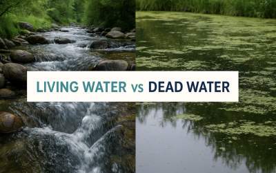 Dead Water vs Living Water: What People Really Mean (and What Actually Matters)